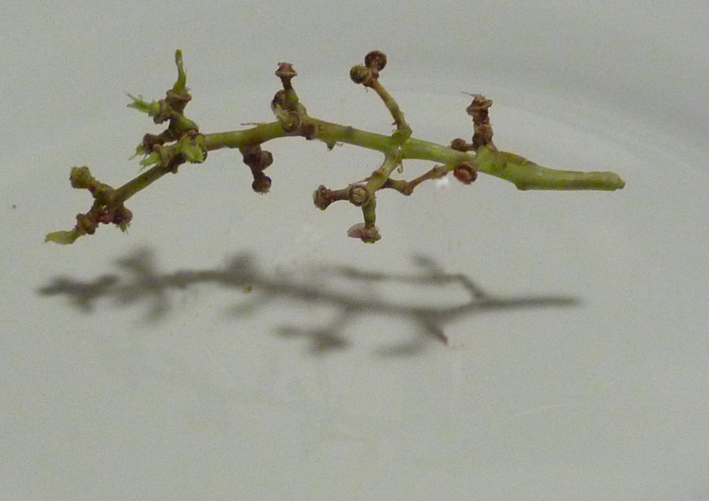 Stealth Grapes
